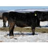 Image 8 : Cunningham Cattle Co. - 28 Straight Black Angus X Bred Heifers (Sundre, AB)