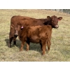 Image 5 : Red Deer River Ranches - 575# November Delivery Heifer Calves - 50 Head (Sundre, AB)