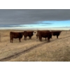 Image 6 : 1911 Farms (Meah & Chad Olsen) - 1 RWF Heifer (Pen 729)