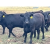 Image 9 : Boggy Springs Ranch - 970# September Grass Heifers - 100 Head (Maple Creek, SK)