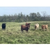 Image 6 : John Bland - 975# September Delivery Grass Heifers - 120 Head (Rimbey, AB)