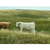 Image 8 : Douglass Cattle Co. - 570# November Delivery Steer Calves - 85 Head (Finnegan, AB)