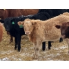 Image 5 : Rosadiuk Ranches - 550# December Delivery Steer Calves - 97 Head (Evansburg, AB)