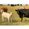 Image 2 : Circus Coulee Cattle (Robert & Jordy Hoff) - 525# November Heifer Calves - 95 Head (Dorothy, AB)