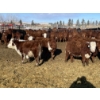 Image 3 : Stankievech Ranches - 680# January Delivery Steers - 90 Head (Trochu, AB)