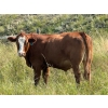 Image 6 : Riverbend Ranch - 1050# October Delivery Grass Steers - 245 Head (Spondin, AB)