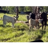 Image 4 : Cutting Edge/Holtry Creek - 675# November Delivery Steer Calves - 90 Head (100 Mile House, BC)