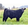 Image 4 : Schweb Family Cattle - 650# October Delivery Steer Calves - 90 Head (Logan Lake, BC)