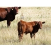 Image 7 : Evans Family (Gary, Carla & Keith) - 600# Steer Calves - 100 Head (Bassano, AB)