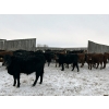 Image 6 : Star Over Bar Ranch Ltd. - 670# December Delivery Weaned Heifers - 25 Head (Biggar, SK)