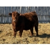 Image 5 : Winn Man Farms - 790# March/April Delivery Steers - 33 Head (Winnipegosis, MB)