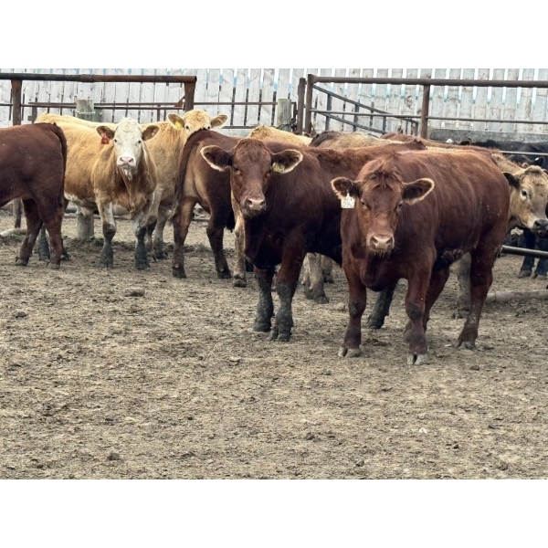 Birch Island Land & Cattle - 1125# July Delivery Steers - 108 Head (Rhein, SK)