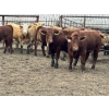 Image 1 : Birch Island Land & Cattle - 1125# July Delivery Steers - 108 Head (Rhein, SK)