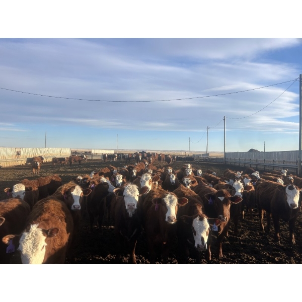 Anchor C Livestock - 710# April/May Delivery Heifers - 85 Head (Stirling, AB)