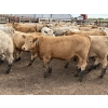 Image 3 : Douglass Agro - 940# June Delivery Heifers - 170 Head (Gem, AB)