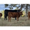 Image 2 : Terry & Dixie Viney/Garth Dorin - 580# October Delivery Heifer Calves - 70 Head (Bearberry, AB)