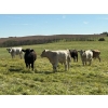 Image 6 : Reilly Lake Ranching - 970# September Delivery Grass Steers - 65 Head (Lloydminster, AB)