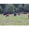 Image 2 : Brady Ranches - 740# October Delivery Steer Calves - 15 Head (Heffley Creek, BC)
