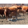 Image 5 : Wacoalty Enterprises Inc. - 25 Red Angus X Simm Pairs (Kipling, SK)