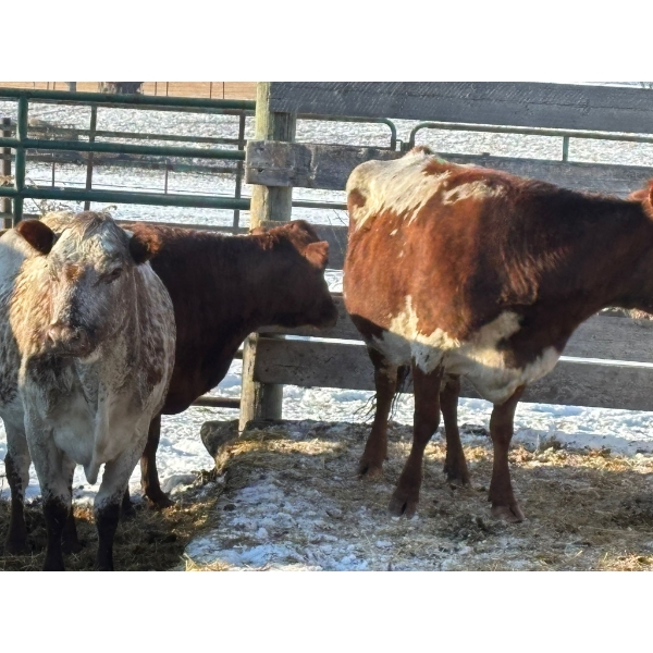 Barbeejay Supplies Ltd. - 3 Mature Cows (Pen 518)