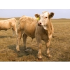 Image 16 : Alvin Sandum Family - 670# Steer Calves - 94 Head (Hussar, AB)