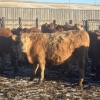 Image 8 : Hawk Ranching - 900# February Weaned Steers - 70 Head (Nanton, AB)