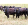 Image 8 : Taylor Enterprises Inc. - 875# September Grass Heifers - 210 Head (Wawota, SK)