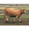 Image 7 : TF Cattle - 860# April Delivery Heifers - 70 Head (Kamloops, BC)