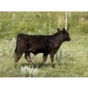 Image 18 : Garvin Kostal - 625# November Delivery Steer Calves - 95 Head (Spring Valley, SK)