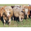 Image 12 : Hidden Creek Farms Ltd. - 975# Sept/Oct Delivery Grass Heifers - 63 Head (Fort Qu'Appelle, SK)