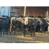 Image 2 : Poplarview Stock Farm - 1050# November Delivery Grass Steers - 116 Head (Pipestone, MB)