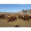 Image 2 : Cunningham Cattle Co. - 850# February Delivery Steers - 290 Head (Sundre, AB)