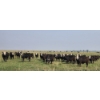 Image 1 : M.S. MacLean Livestock - 985# September Delivery Grass Steers - 264 Head (Coaldale, AB)