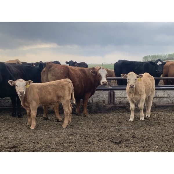 R7 Farms - 750# September Delivery Steer Calves - 40 Head (Crossfield, AB)