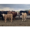 Image 6 : R7 Farms - 720# September Delivery Heifer Calves - 35 Head (Crossfield, AB)