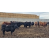 Image 2 : South Island Farms - 830# March Delivery Steers - 140 Head (Bow Island, AB)