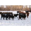 Image 5 : Coteau Ranch - 650# February Delivery Heifers - 85 Head (Kisbey, SK) VBP+