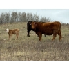 Image 5 : C & L Livestock - 29 Red Mature 3-Way Pairs (Edam, SK) VBP+