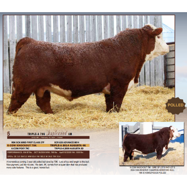 Triple-A 79K Maplewood 6M