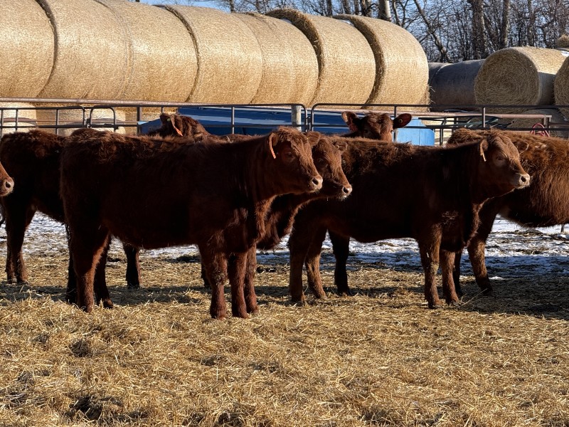Jordan Livestock - 20 Red Simm/Angus X Replacement Heifers (Rimbey, AB ...