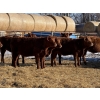 Image 6 : Jordan Livestock - 20 Red Simm/Angus X Replacement Heifers (Rimbey, AB)
