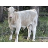 Image 5 : Cody & Brittany Black/Kirby & Cori Black - 525# October Steer Calves - 100 Head (Water Valley, AB)