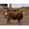 Image 9 : South Ridge Simmentals - 20 RBF/RWF 1st Calf Pairs (Picture Butte, AB)