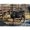 Image 2 : Fox Cattle Co. - 9 Bred Heifers (Pen 501)