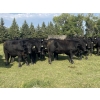 Image 2 : Carlyle Cattle Company - 1000# September Grass Steers - 48 Head (Blackfalds, AB)