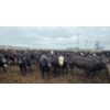 Image 4 : Amber Mountain Farms - 670# July Delivery Heifers - 73 Head (Vauxhall, AB)