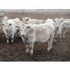 Image 3 : Cluny Colony - 835# November Weaned Steers - 72 Head (Cluny, AB)