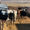 Image 2 : Idaho Dairies/Ranches - 43 Cows (Burley, ID)