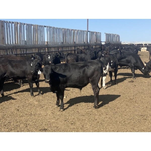 DL Feedlot - 680# June/July Delivery Steers - 200 Head (Fort Macleod, AB)
