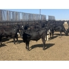 Image 1 : DL Feedlot - 680# June/July Delivery Steers - 200 Head (Fort Macleod, AB)